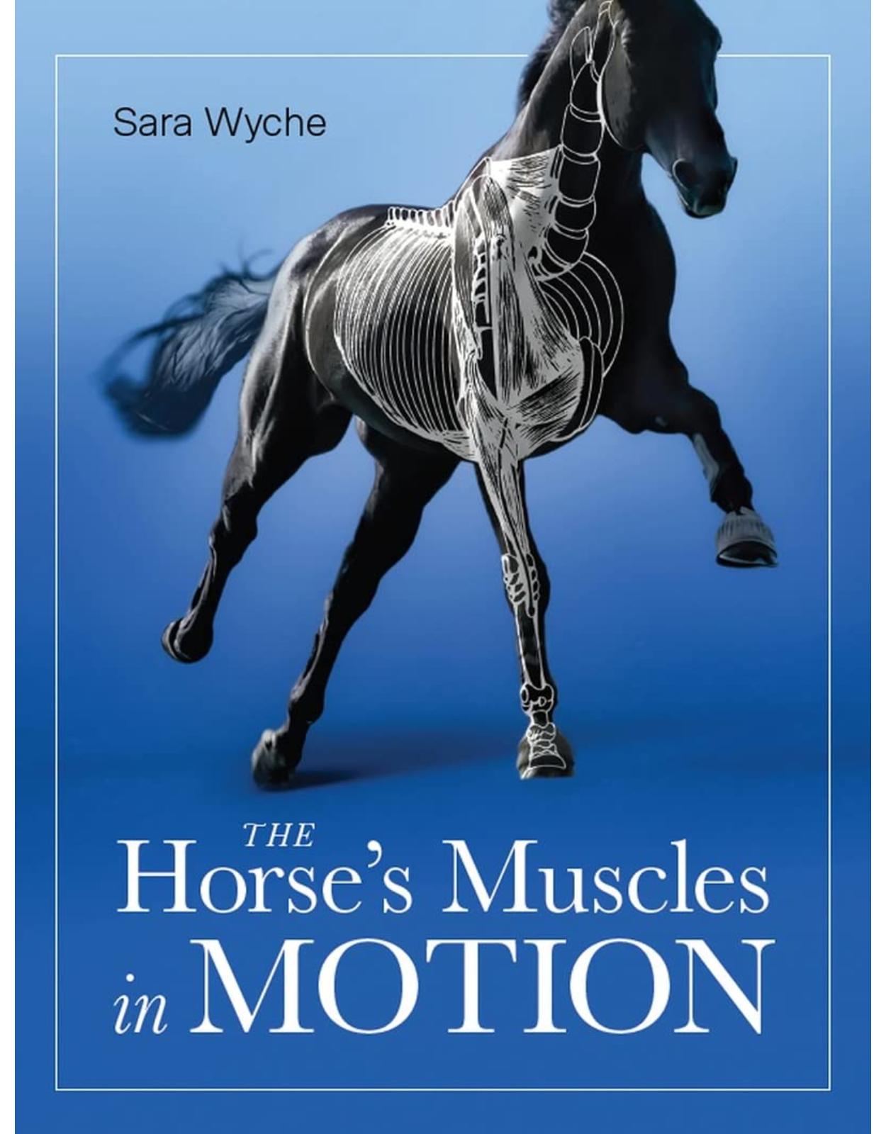 Horse's Muscles in Motion